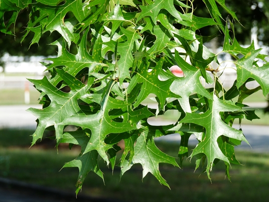 {Quercus palustris}